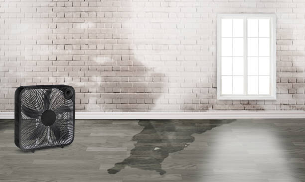 Best Flood damage cleanup  in Logan Elm Village, OH